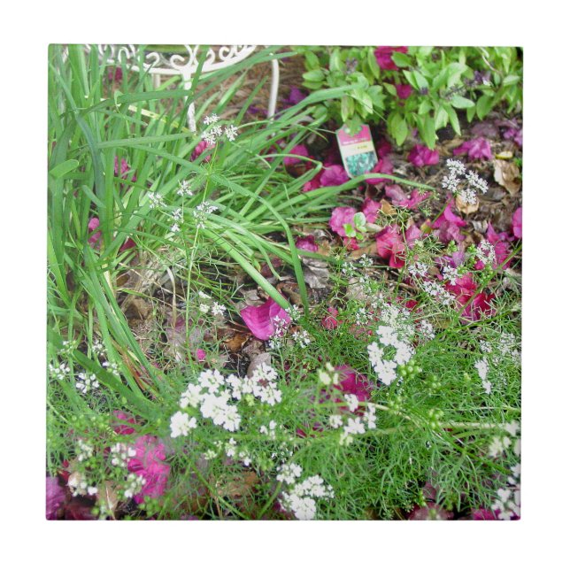 Arte da fotografia do cebolinho da coleção da erva (Frente)