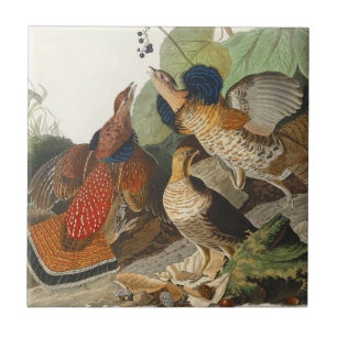 Arte da Natureza da Perdiz Rufa Vintage Audubon