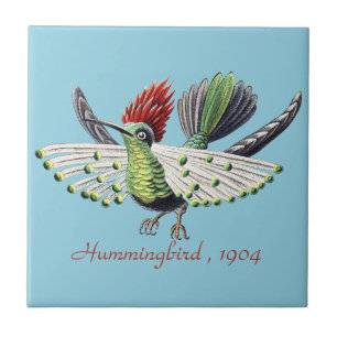 Arte da Natureza de Beija-flor Colorido de Ernst H