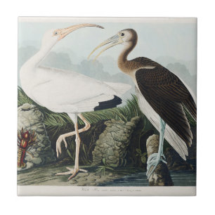 Arte da Natureza do Íbis Branco Vintage Audubon