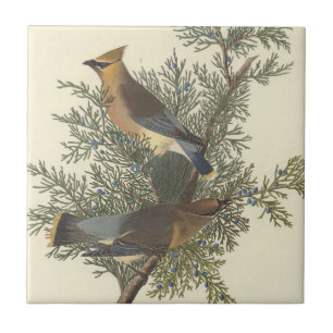 Arte da Natureza do Pássaro Cera de Cedro Audubon
