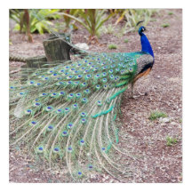 Arte da parede do pavão - foto viva