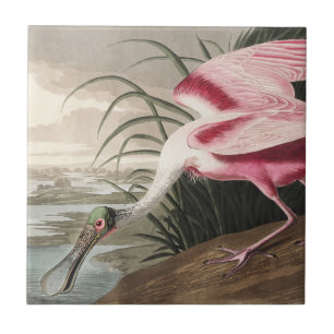 Arte de Ave Colhereiro Rosa Vintage Audubon
