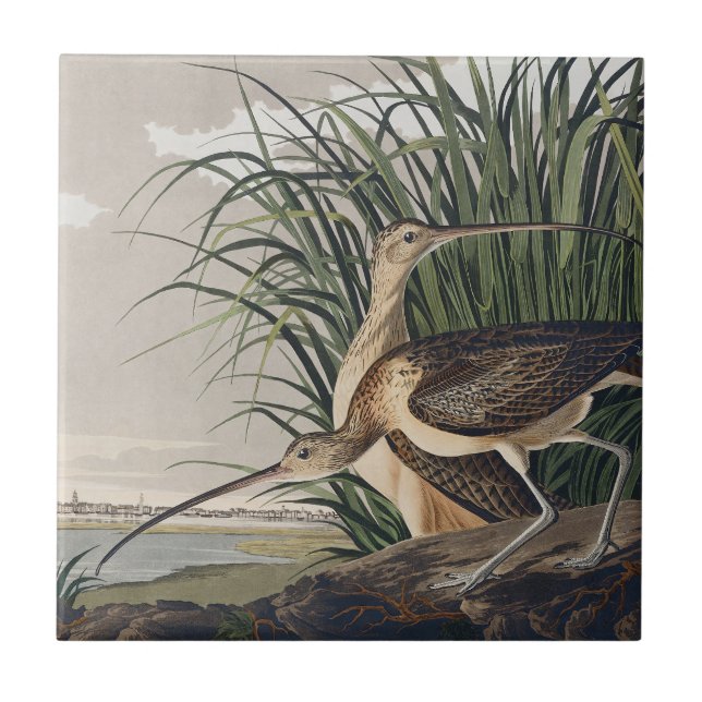 Arte de Ave Vintage Audubon Maçarico-grande (Frente)