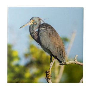Arte de Azulejo cerâmica perfeita para aves