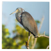 Arte de Azulejo cerâmica perfeita para aves