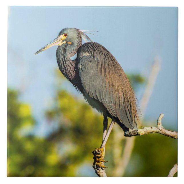 Arte de Azulejo cerâmica perfeita para aves (Frente)