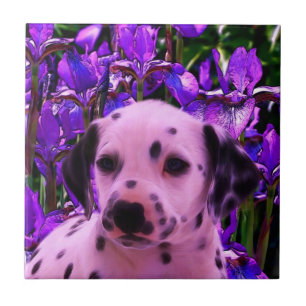 Arte de Cachorro Dalmaciana