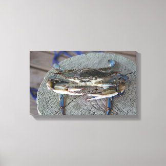 Arte de Canvas da Baía de Chesapeake Blue Crab