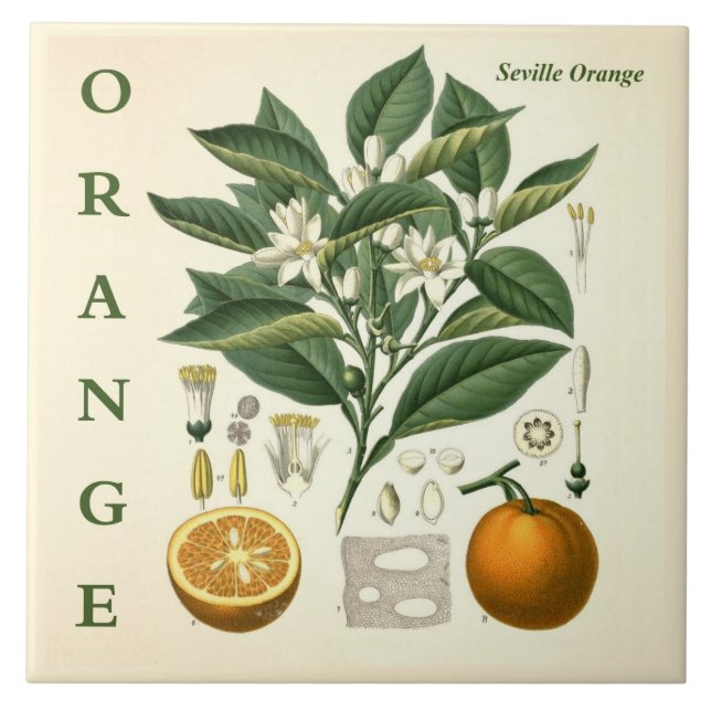Arte de Cozinha Vintage: flores da Laranjeira (Frente)