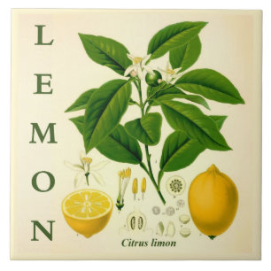 Arte de Cozinha Vintage: Flores de Limão Citrino