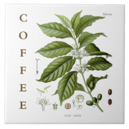 Arte de Cozinha Vintage: Planta de Café e Flores