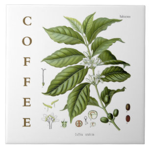 Arte de Cozinha Vintage: Planta de Café e Flores