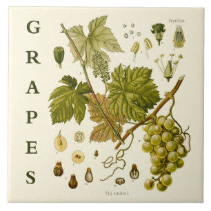 Arte de Cozinha Vintage: Uvas Verdes Parreira