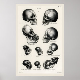 Arte de crânio anatômico vitoriano Impressão Human