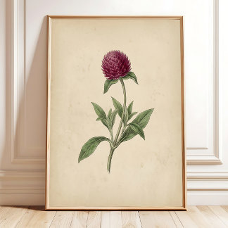 Arte de Impressão Vintage de Amarantos Globulares