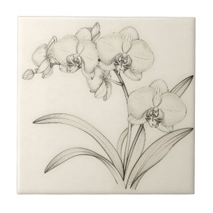 Arte de Linha de Orquídea Phalaenopsis Elegante