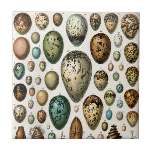 Arte de Ovos de Pássaros da Academia Sombria Vinta