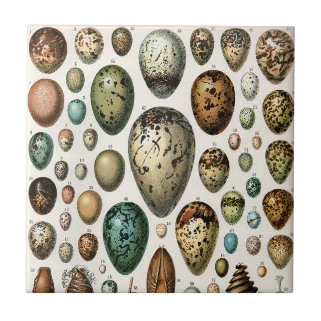 Arte de Ovos de Pássaros da Academia Sombria Vinta (Frente)