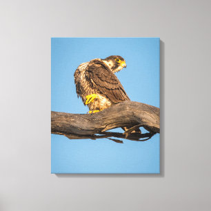 Arte de Parede Canvas Falcão Impressão de Raptor