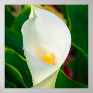 Arte de Parede de Lírio-Calla Branco   Impressão d