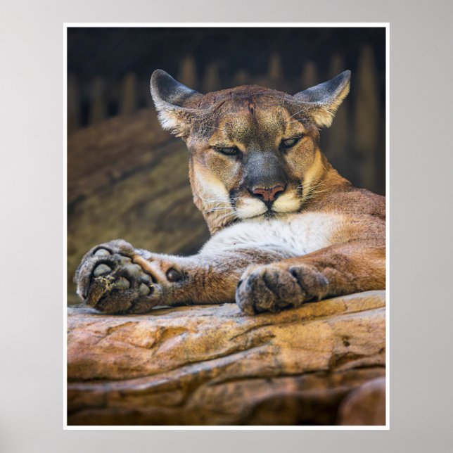 Arte de Parede de Puma Relaxado | Impressão de Gat (Frente)