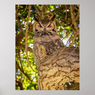 Arte de parede em foto impressão de coruja orelhud