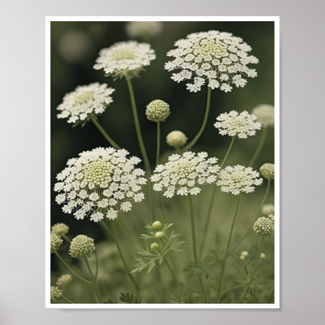 Arte de Parede Lace Flor da Rainha Anne, poster (Frente)