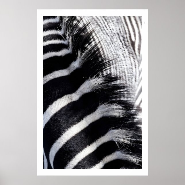 Arte de Parede Listras de Zebra Impressão de Anima (Frente)