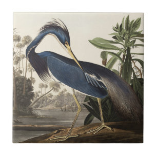 Arte de Pássaro da Garça da Louisiana de Audubon V