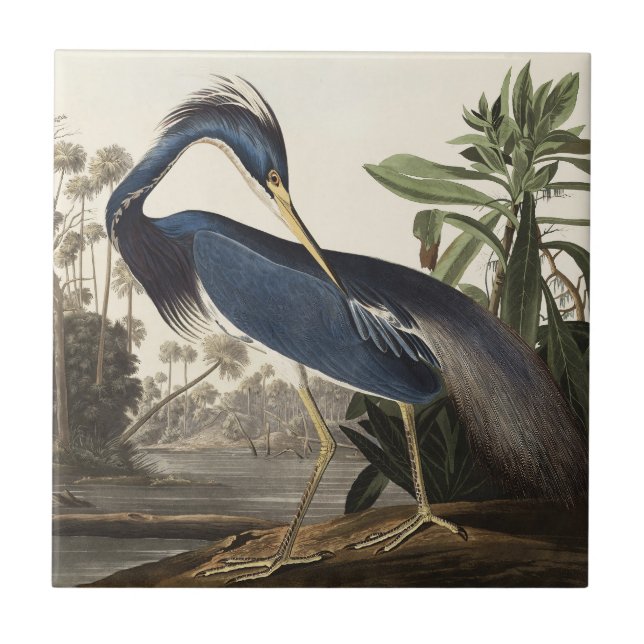 Arte de Pássaro da Garça da Louisiana de Audubon V (Frente)