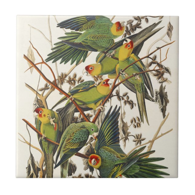 Arte de Pássaro do Periquito-da-Carolina de Audubo (Frente)