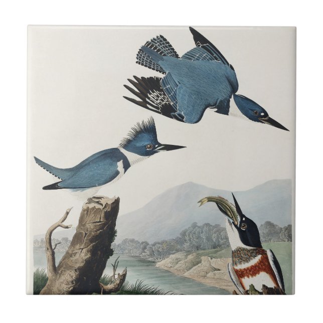 Arte de Pássaro do Vintage Audubon Belted Kingfish (Frente)