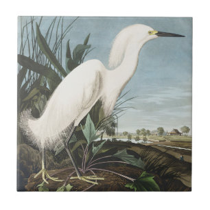 Arte de pássaro Garça Branca Audubon Vintage