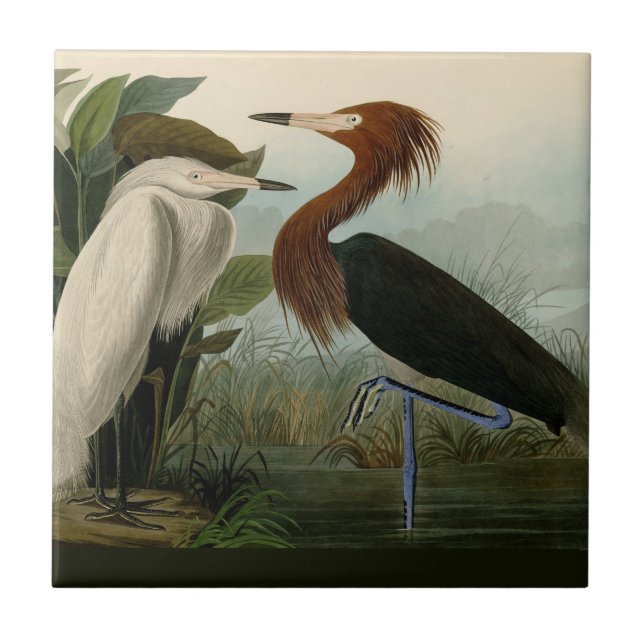 Arte de Pássaro: Gravura do Garça Roxa de Audubon: (Frente)