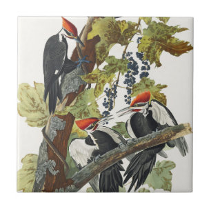 Arte de Pássaro Pica-Pau-Grande Audubon Vintage