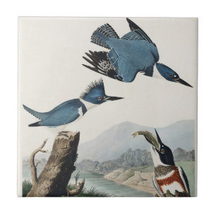 Arte de Pássaro Rei-Cinzento de Audubon Vintage