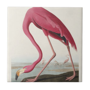 Arte de Pássaro Rosa Flamingo Americano Vintage Au