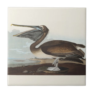Arte de Pássaros Costeiros Vintage Audubon Pelican