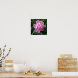 Arte de Poster de Fotografia da Flor de Peônia Ros