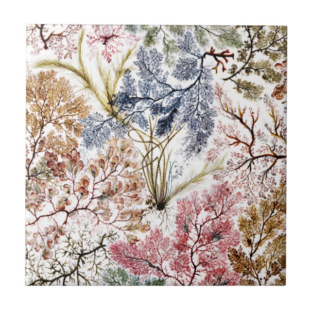 Arte de Tecido de Seda de algas (Frente)