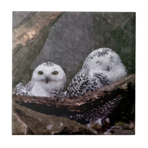 Arte de vida selvagem da floresta com casal de cor