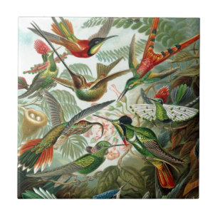 Arte do Paraíso das Aves