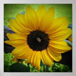 Arte do poster do girassol & da abelha