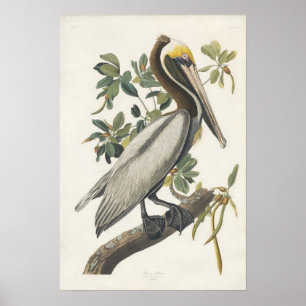 Arte do poster do pelicano de Audubon Brown do