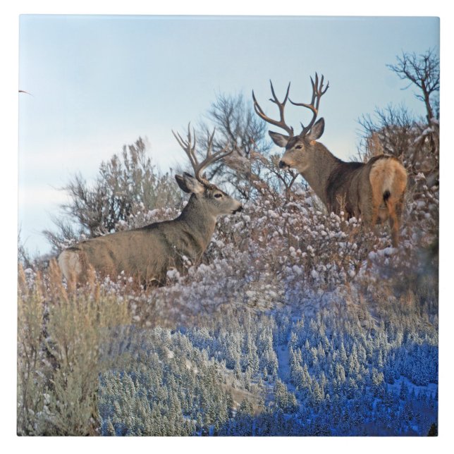 Arte dos animais selvagens do photoshop da (Frente)