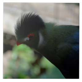 ARTE EM AZULEJOS DO TURACO DA GUINÉ
