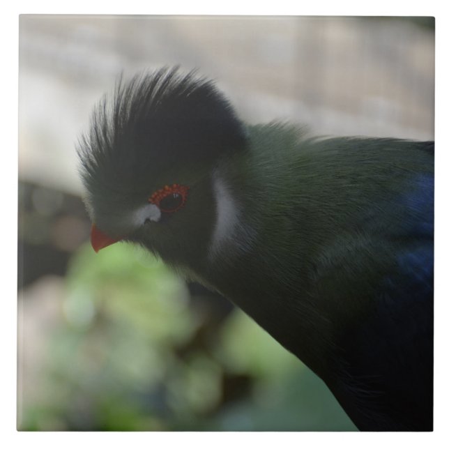 ARTE EM AZULEJOS DO TURACO DA GUINÉ (Frente)