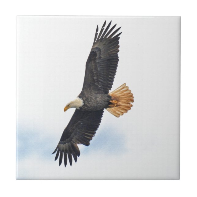 Arte Fotográfica Bald Eagle Wildife (Frente)