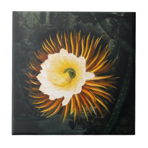 Arte Gótica de Cereus Noturno Vintage